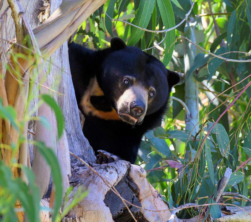 Wildlife - "Sun bear in a zoo tree" by Doug Greenberg is licensed under CC BY-NC 2.0