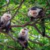 Capuchin Monkeys on Tree - GettyImages-1201719554