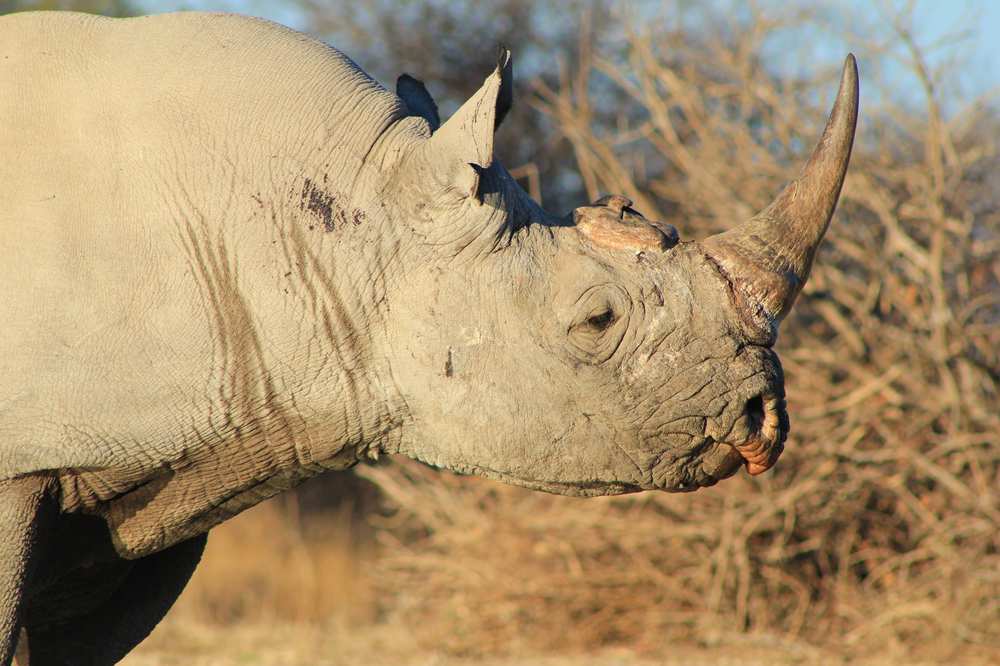 Rhinoceros Black - African Power and Endangerd Species  GettyImages-177827446(1)