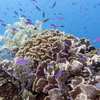 Honduran Coral Reef GettyImages-506693529