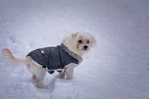 dog-cute_coat.jpg