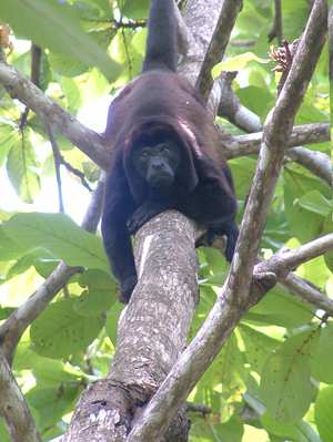 Tracie McKinney Research - Howler Monkey, Costa Rica