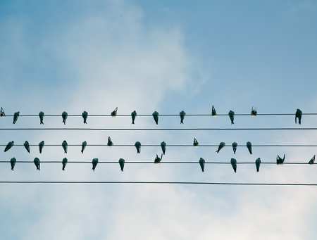 Flock of birds on a wire